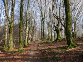 Oberan eta Saratze arteko bidea