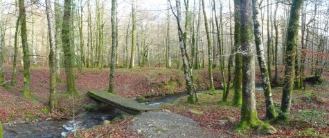 Zubitxoa Leitzalarrean