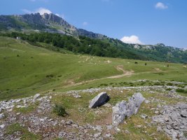 Errekatxuetako atxa trikuharria