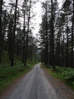 Pinua Orozkora bidean