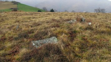 Dondenia 2 trikuharria, Arrosa