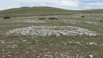 Peña Blanca trikuharria, Andia