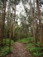 Eukalipto basoa Urkomendin