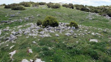 El Vinculo tumulua, Andia
