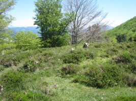 Dólmen Zabalandi-Anbotoste   (Mayo 2015)