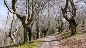 Domikoko lepoko pagadia