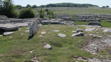 Trinidad trikuharria, Andia