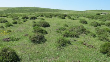 Fuente del Boj tumulua, Andia