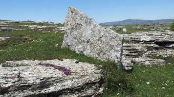 Larrenganbelako Aldapa zutarria, Andia