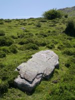 Gorospilgo Lepoa zutarria