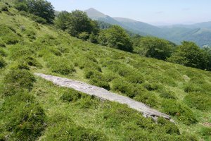 Gorospilgo Lepoa zutarria