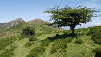 Olariaga (Olari) Gorospilgo lepotik