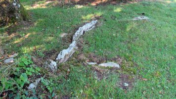 Bentaberri trikuharria, Urbasa