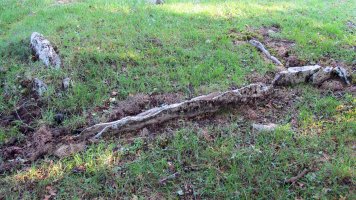 Bentaberri trikuharria, Urbasa