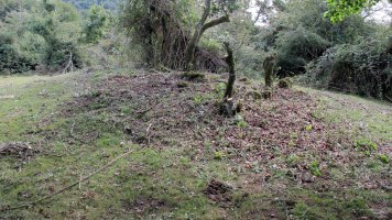 Soosa trikuharria, Andia