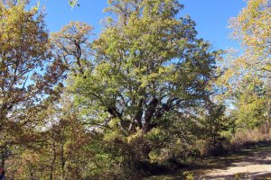 Erralako erkametza, Rala-Longida