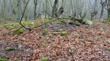 Larraina 2 trikuharria, Bera