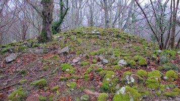 Larraina 4 trikuharria, Bera