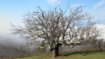 Berako udareondoa, Bera