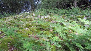 Lantz (Amezti) trikuharria, Lantz