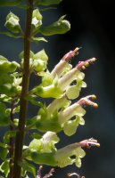 Teucrium scorodonia, Aralar, Uztailean