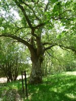 Haritz eder bat bidean