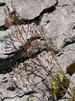 Centranthus calcitrapae, Aralarren, abuztuaren hasieran.