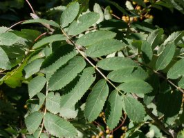 Sorbus aucuparia, Aralarren, Abuztuan