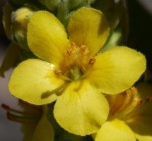 Verbascum thapsus, Aralar, abuztuan