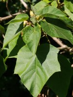 Paulownia tomentosa, Bidasoan, abuztuan