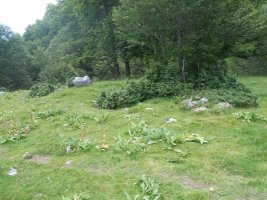 Characou 1 trikuharria