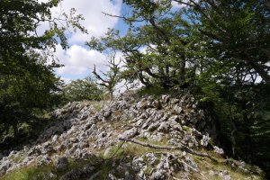 Beorkolarre tontorra