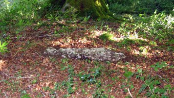 Agiri trikuharia, Uharte Arail