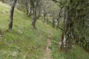 Bidea elorri artean, Urkieta.