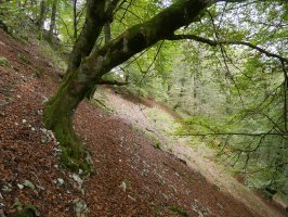 Ekialdeko isurialdeko zehar-bidea, bizkarretik gertu.