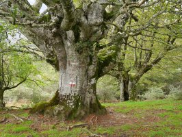 GRaren arrastoak Añabasoko bizkarrean