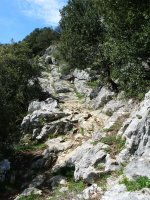 Artxipi aldeko bidea artadian barrena