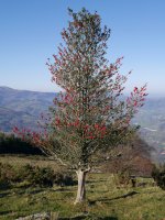 Gorostia Donezizili aldean