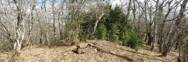 Aztagibelgo gailur oihantsua