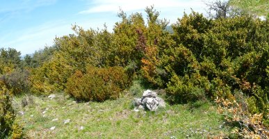 Carrascalgo gailurra