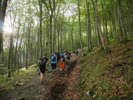 Lendoño Goitiatik igotzen den bidea basoan barrena