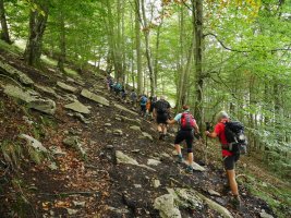 Lendoño Goitiatik igotzen den bidea basoan barrena