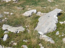 Gourzy 5 trikuharria