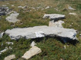 Gourzy 5 trikuharria