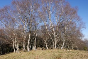 Basoak ezkutatzen du tontorra