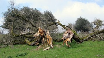 Oriongo astigarra, Orbaizeta