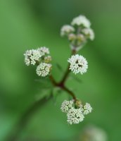 Loreak, Errenteria aldean