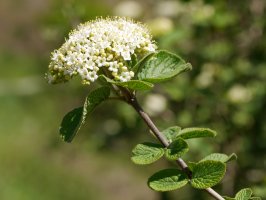 Viburnum lantana, Ilarduia aldean