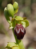 Ophrys vasconica, Ilarduia aldean