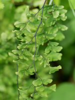 Adiantum capillus-veneris, Fagollaga aldean